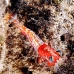 shrimp_hingebeak_nus_v_0705_png1778_2.jpg